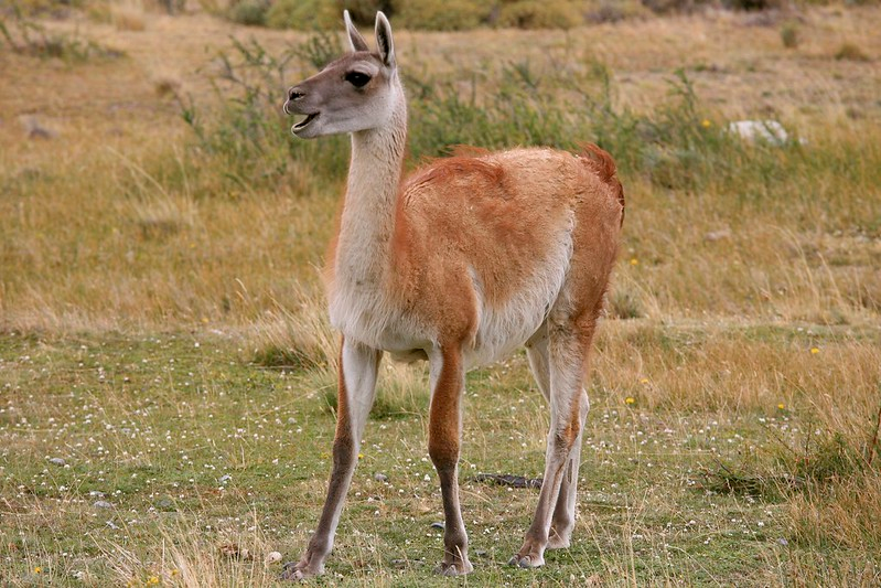 Guanako Yünü Özellikleri: Tekstilin Gizli Mücevheri
