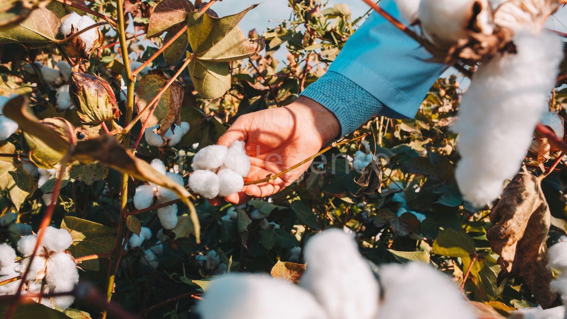 Bir pamuk ülkesi olarak Türkiye kuraklıkla nasıl mücadele edecek?